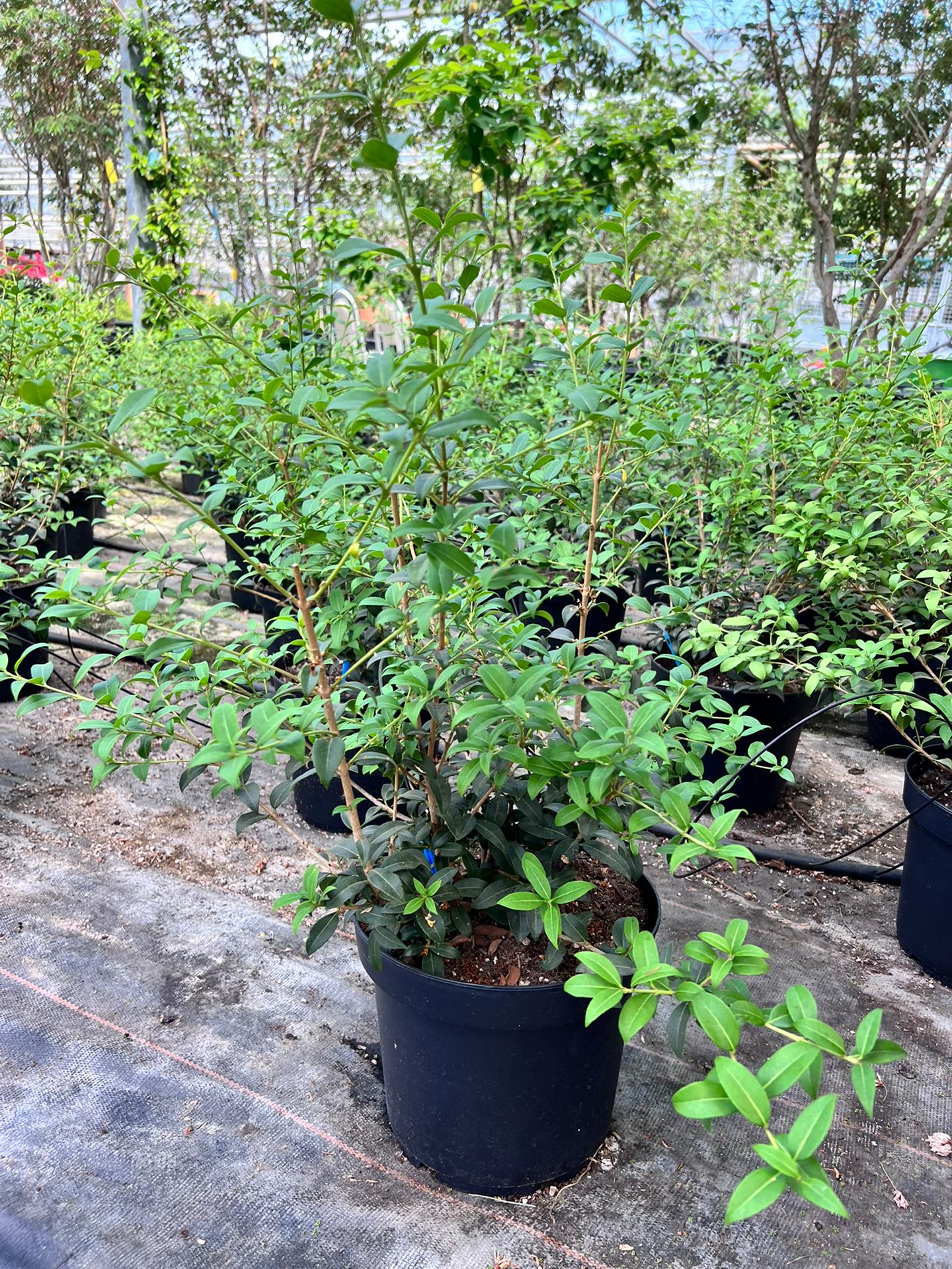 Osmanthus burkwoodii