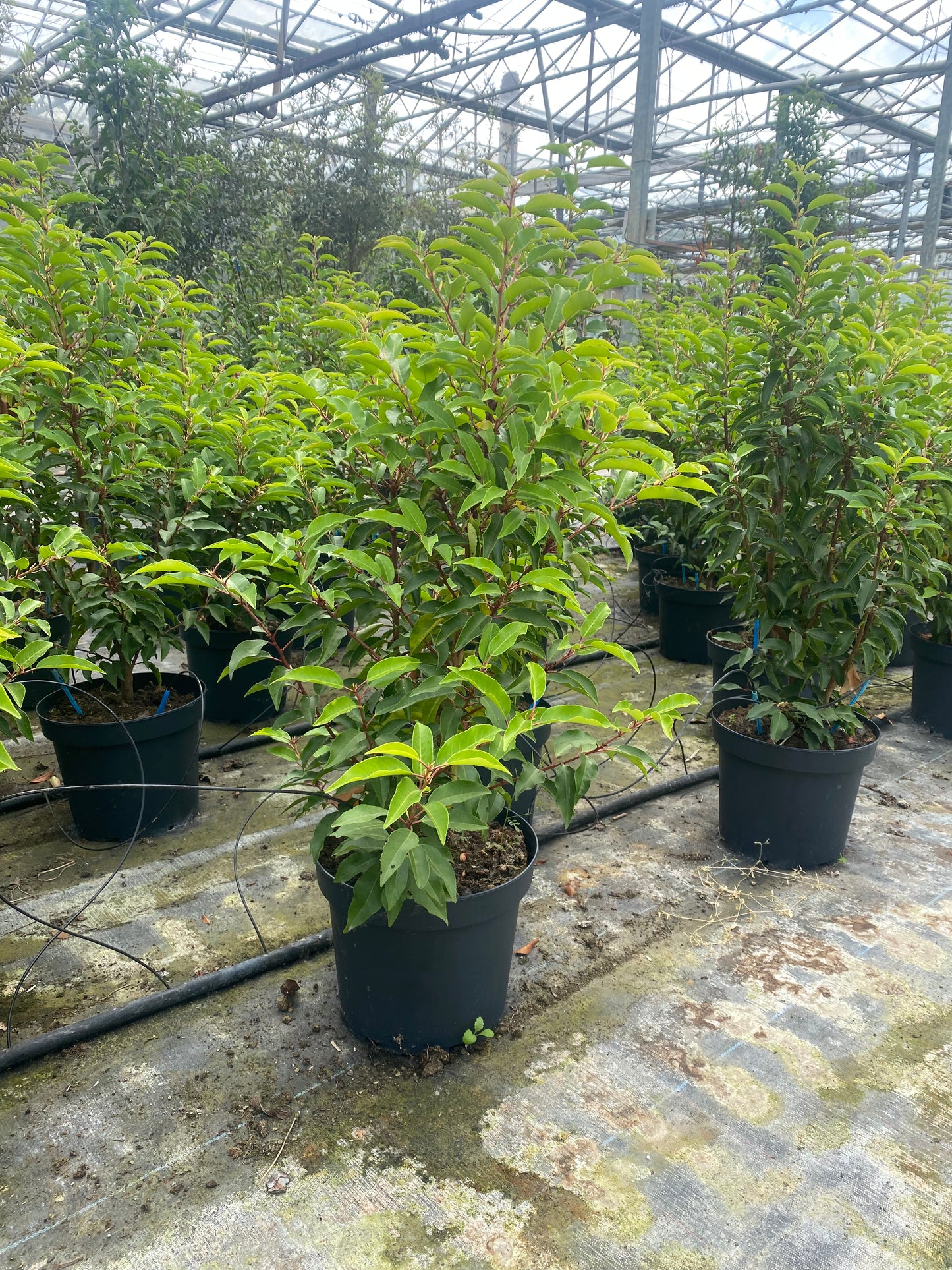 Prunus lusitanica 'Angustifolia'