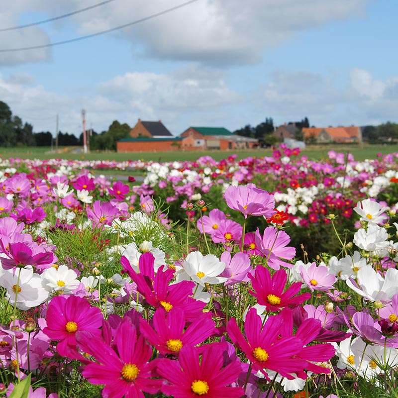éénjarig mengsel: Festival