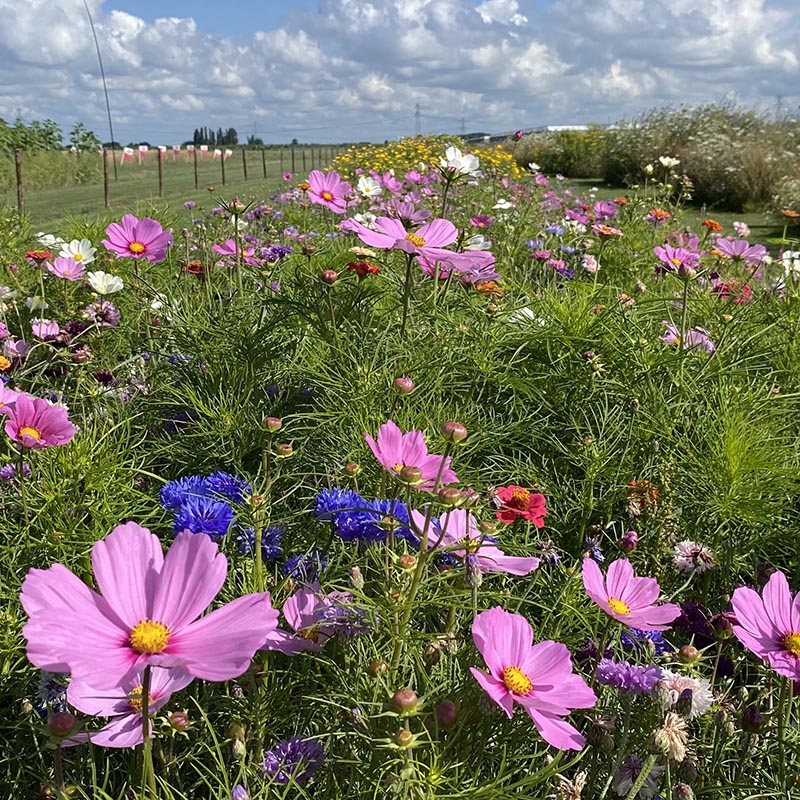 éénjarig mengsel: Festival
